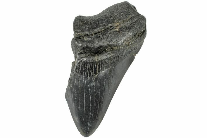 Partial, Fossil Megalodon Tooth #189903